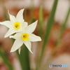 White stars