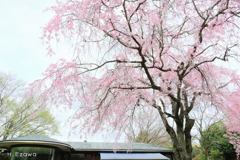 美術館の桜4