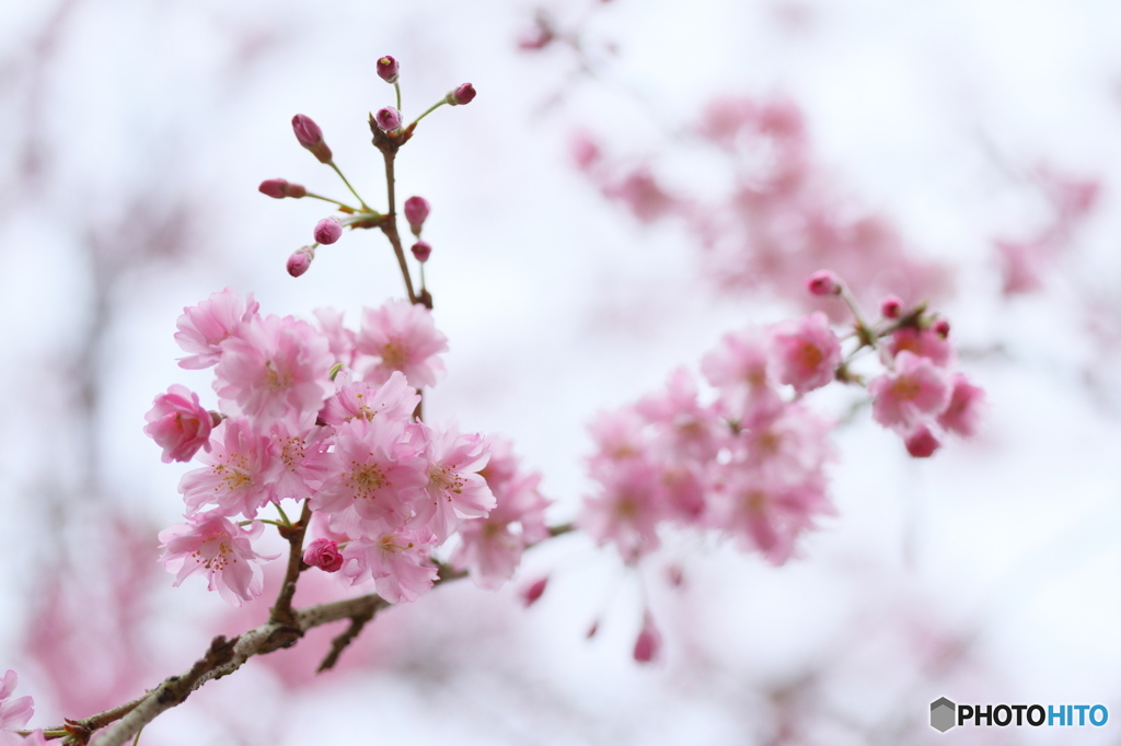 枝垂れに咲く花たち