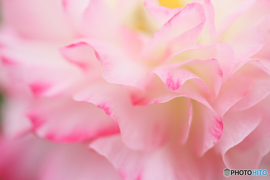 Pink wave 2