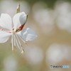 White butterfly
