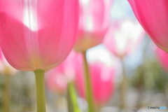 Tulip Forest