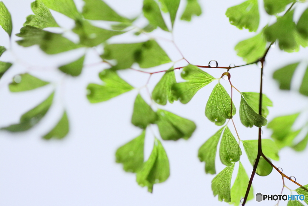 Green of adiantum