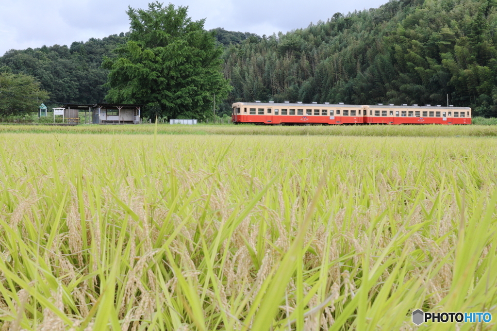 実りの田園駅