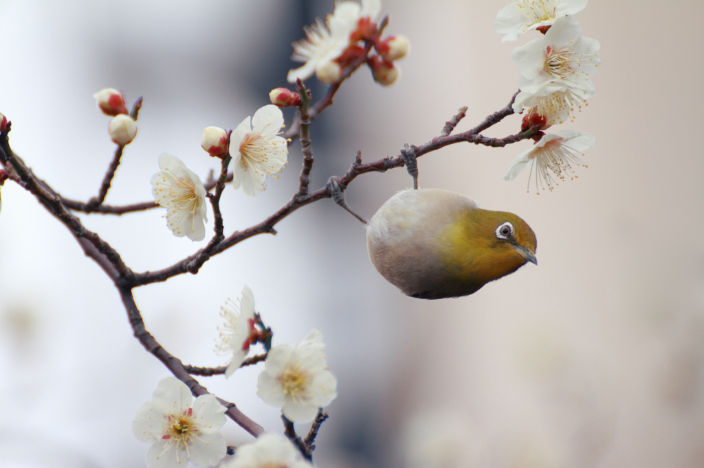 花から花へ♪