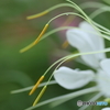 シベの舞