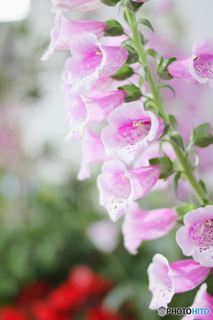 Foxglove