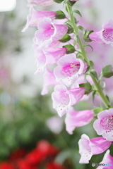 Foxglove