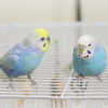 どんちゃん＆らんちゃん