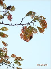 Autumn leaves
