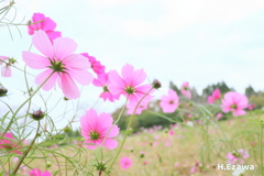 公園の秋桜