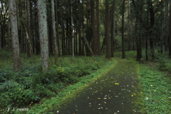 杉林の路