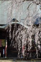栄福寺の枝垂れ桜3