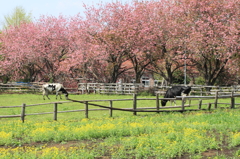 牧場の春