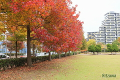公園のモミジバフウ