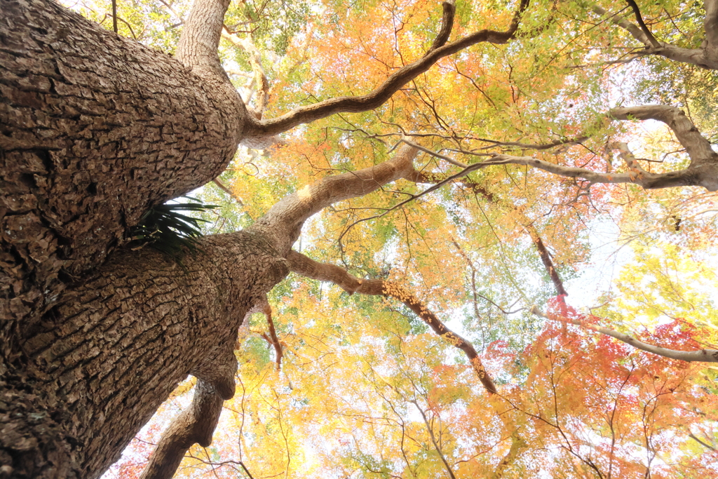 大楠と紅葉
