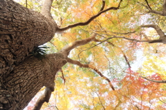 大楠と紅葉
