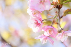 河津桜