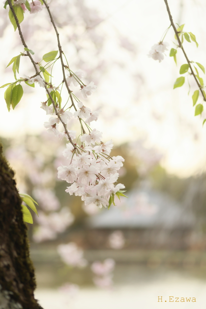 池の枝垂れ桜