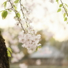 池の枝垂れ桜