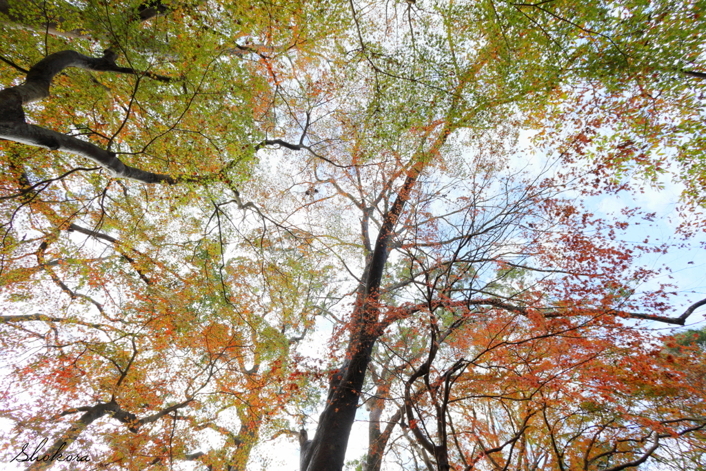 紅葉ブレンド