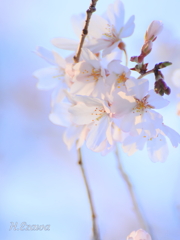 姫桜開花3