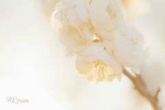 plum flower bouquet