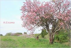牧場の八重桜