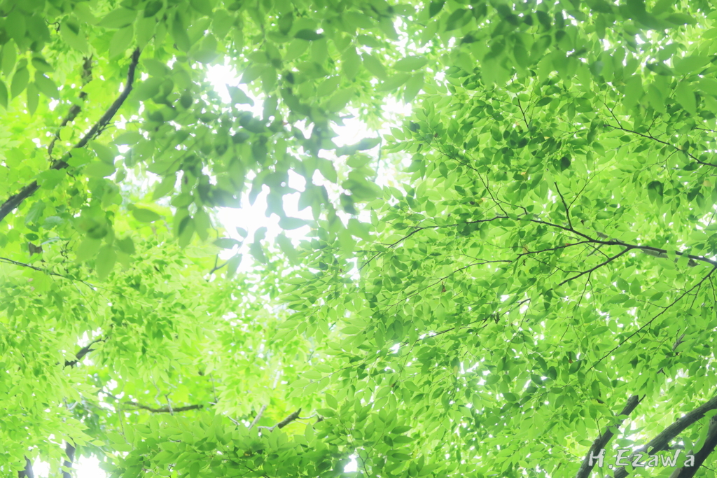 midori