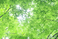 midori