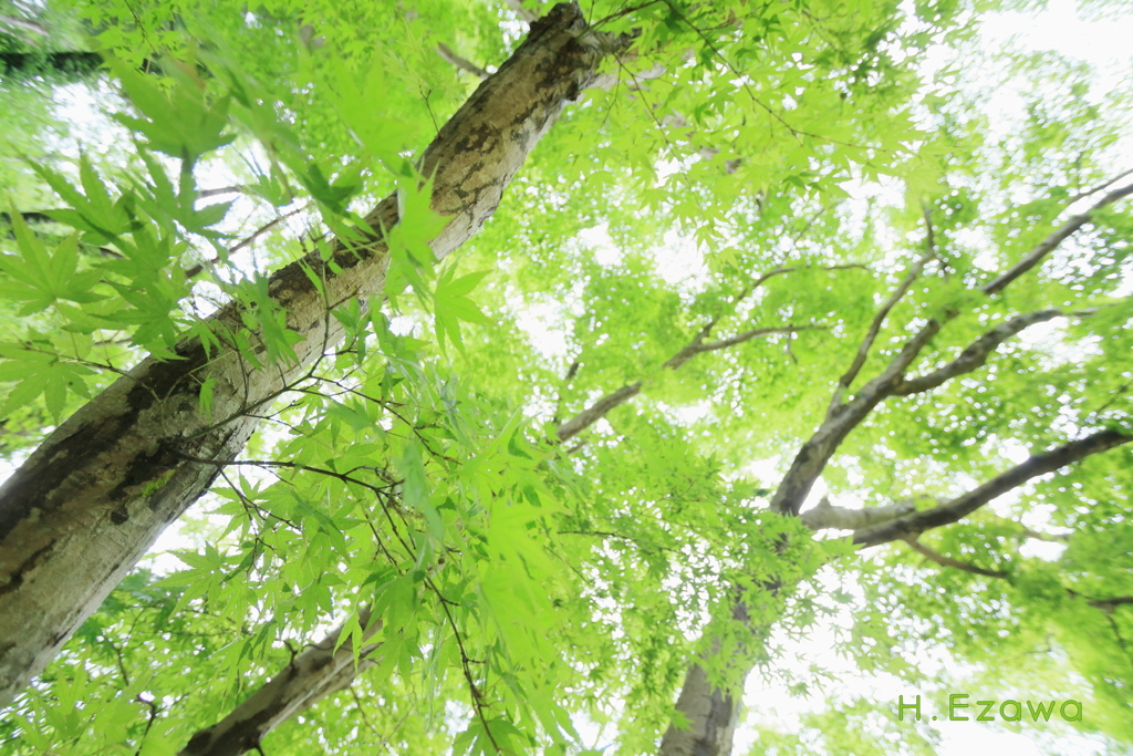 Maple greenⅥ