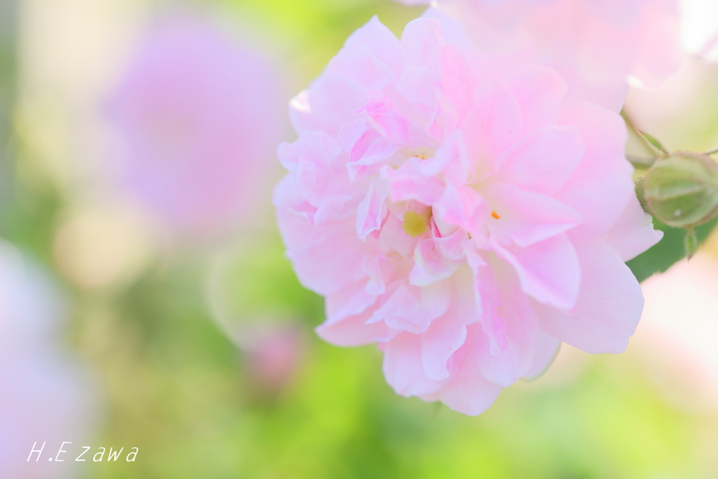 in the rose garden6