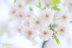 Like a bouquet