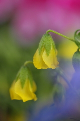Yellow lamp