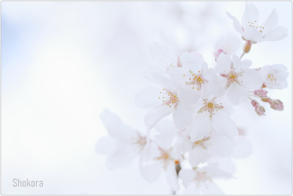 栄福寺の枝垂れ桜Ⅲ