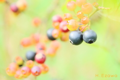 ブルーベリー