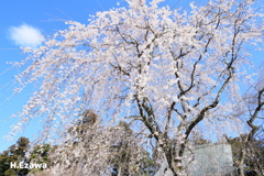 青空と姫桜