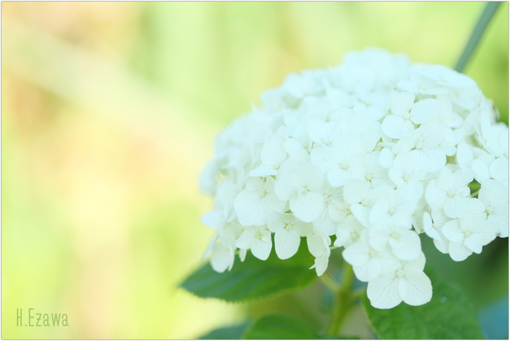 晩夏の紫陽花