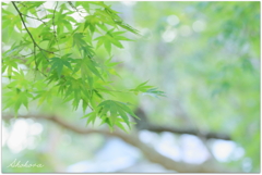 秋風