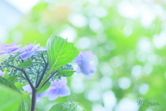 Purple Hydrangea
