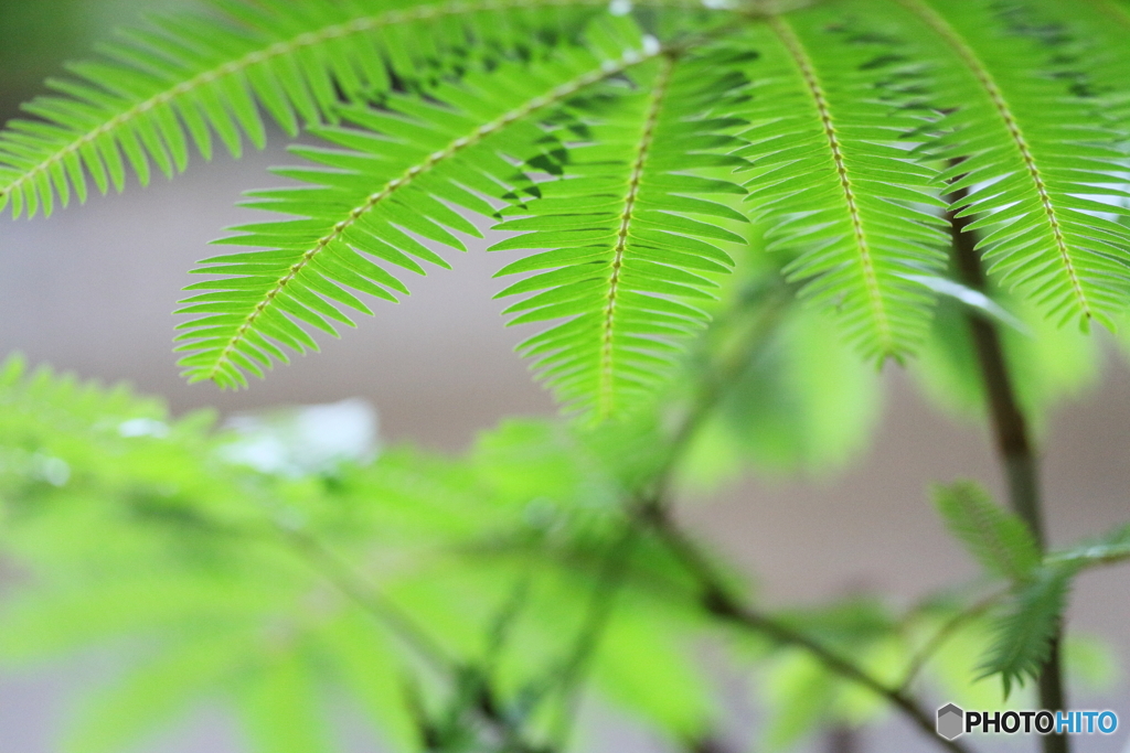 Tropical leaves