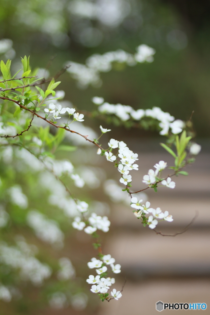 花枝