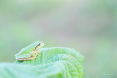 雨降らないかなぁ