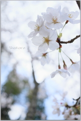 sakura