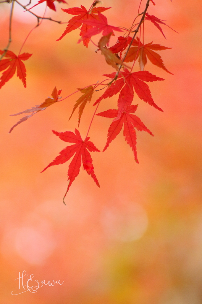 自然公園の紅葉Ⅴ