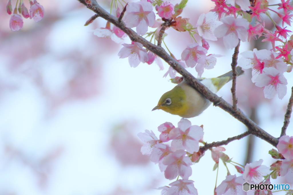 ご馳走だらけ