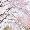 美術館の桜18