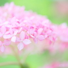Pink Annabel2