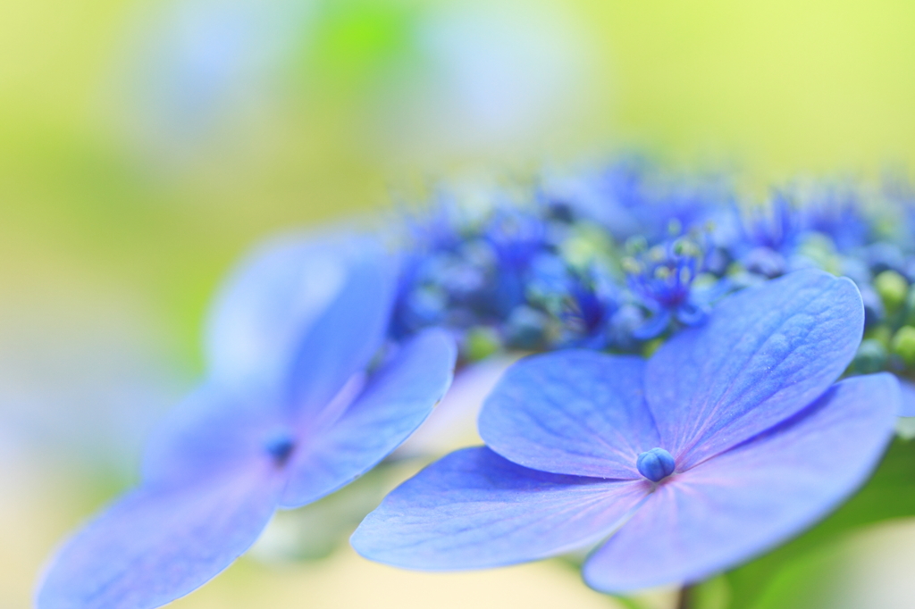 Fresh blue
