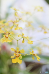 Oncidium